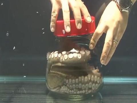 瓶子爆料最新视频,精彩瞬间与幕后故事大公开